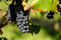 Resveratrol a rakovina