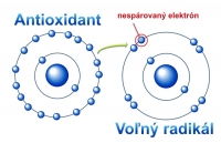 Antioxidanty bránia vzniku rakoviny